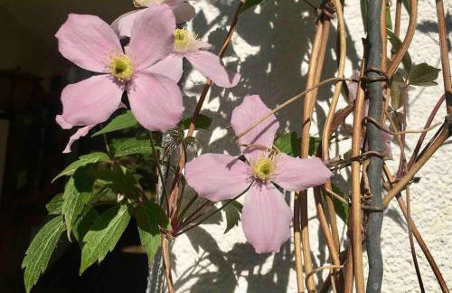 Ferienhaus im Wald an der Weinstrasse - Foto 23