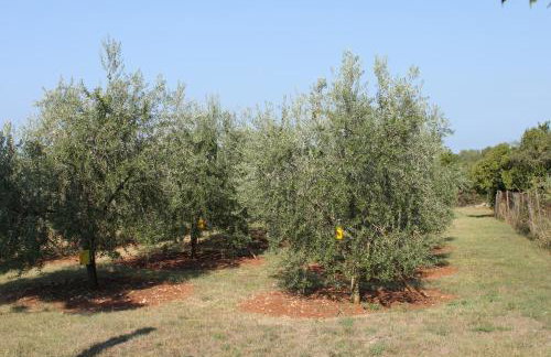 Apartments with parking space Umag - 6995 - Foto 9