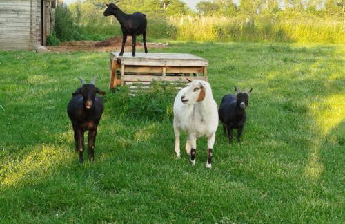 La Ferme d' Emerentine - Foto 63