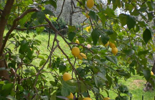 Piccolo Residence - Foto 46