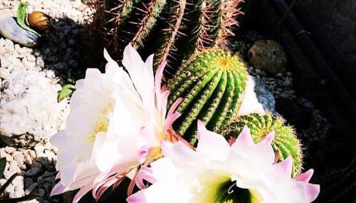 Scala dei Turchi The White Wall - Foto 5, Garden