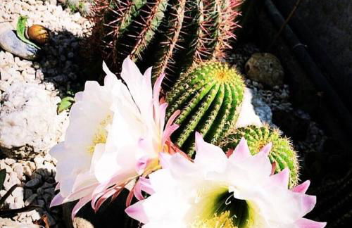 Scala dei Turchi The White Wall - Foto 5