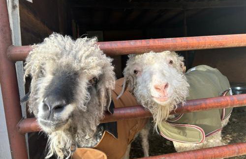 Fingerlakes farm with goats & chickens - Foto 44