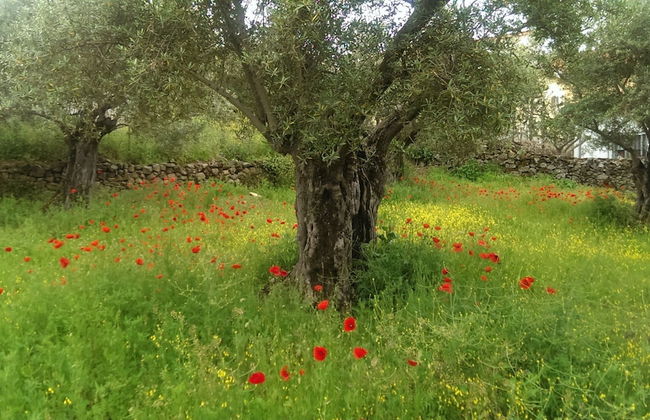Apartamento Tía Antonia - Photo 20