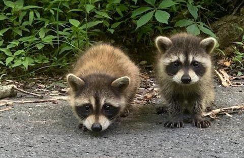 The Farm at Fox Hollow - Foto 11