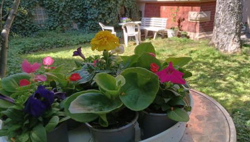 Die kleine Oase - Foto 2