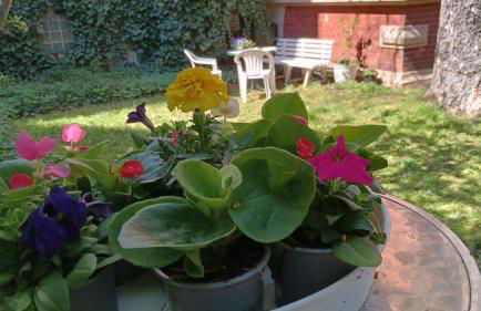 Die kleine Oase - Foto 2