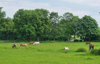 Ferienhaus Q1, Ruhe und Erholung in der Eifel - Foto 23