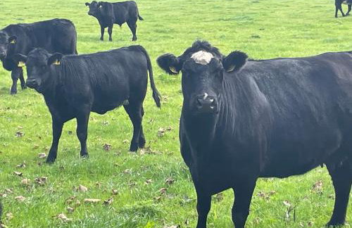 Beautiful 3-Bed House in Sunny Killough Down - Foto 25