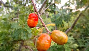 Casa Rústica Recanto do Sol - Foto 2, Garden