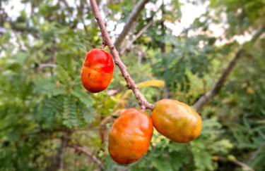 Casa Rústica Recanto do Sol - Foto 2