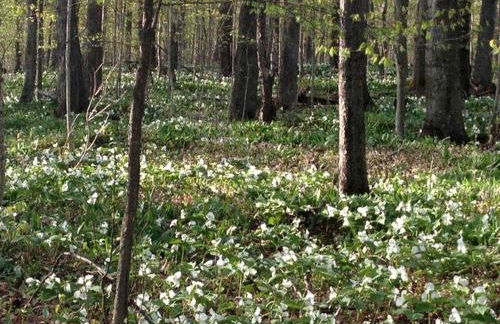 Charming and Secluded Log Cabin Rental on Small Farm near Lake Michigan - Foto 13