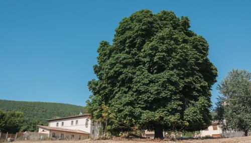 Country House Il Vecchio Ippocastano - Foto 4