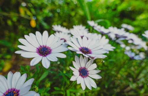 Tenuta dei Franceschi Luxury Villa Private Pool Countryside - Photo 9