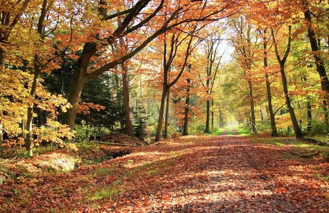 Holiday Home in Stegeren With Pool - Foto 28