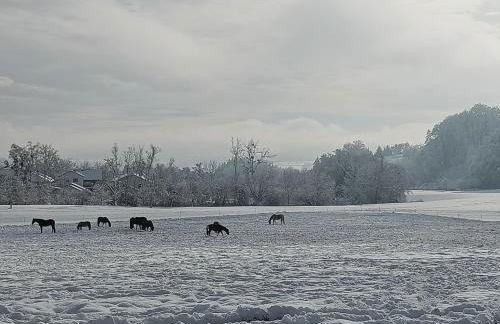 Hofgut Bentele - Foto 10