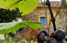 Chateau Tiradentes - Foto 14