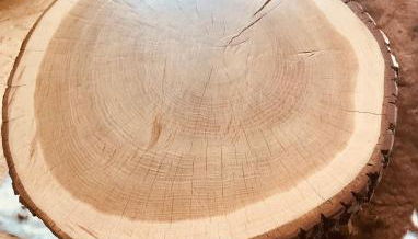 Blockhaus im Kuckuckswinkel - Foto 4