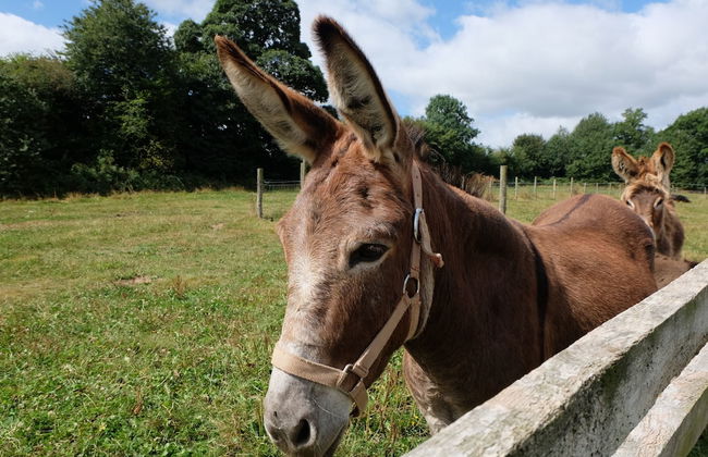 Cabane dans les Arbres - Tree House - Foto 25
