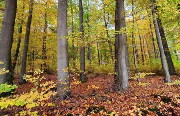 Staffel`s Hob - Foto 14