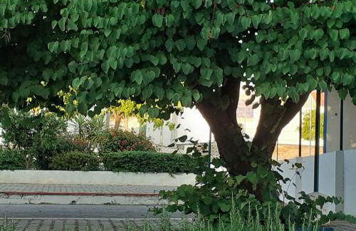 Cantinho de Terena - Foto 34