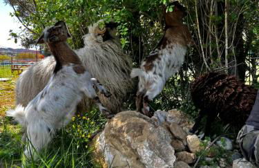 Le Mas de Scott - Foto 15