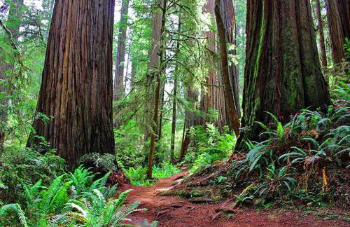 Stunning Oceanview Coastal Home Beach Trails Family Activities - Foto 26