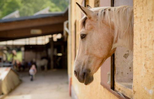Nengshof - Haus Königskerze - Foto 46