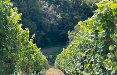 FERIENWOHNUNG ALL YOU NIED mit NIEDBLICK und TERRASSE - Foto 29