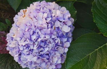 Lameiros Cottage - Foto 48