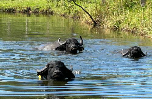 Ferienwohnung - Der Schwarzstorch - Photo 13