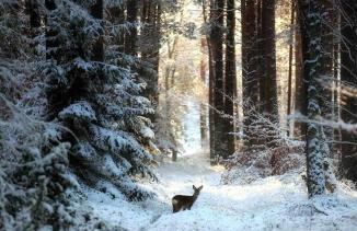 Domek de Janauis - Foto 42