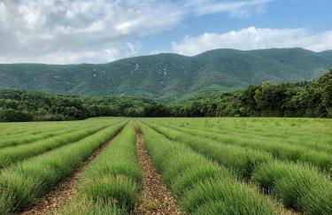 Villa piscine face au grand luberon Cereste - Foto 17