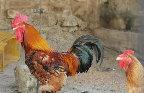 Fattoria Tolomei - Foto 14