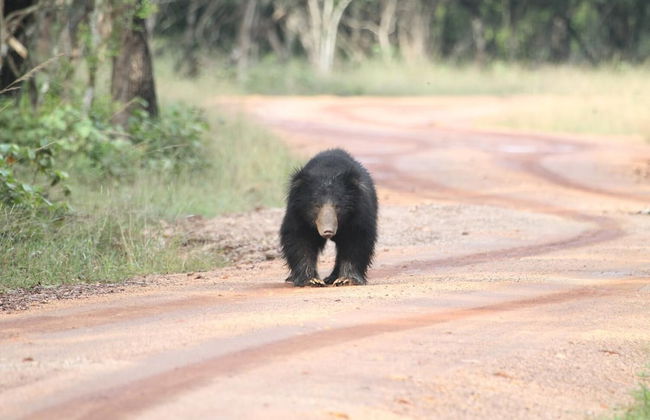 Wilpattu Tree House Hotel - Foto 47