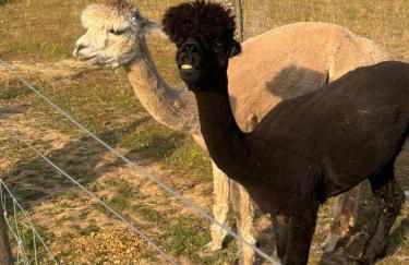 Apple Blues Farm - Foto 31