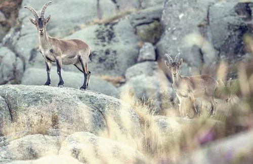 Casa das Falagueiras - Foto 39