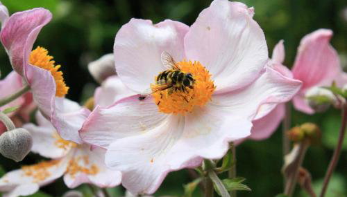 Haus Müller Adelheid - Foto 4