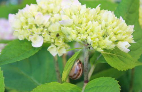 Ferienhaus mit Eigener Terrasse in Russow - Foto 29