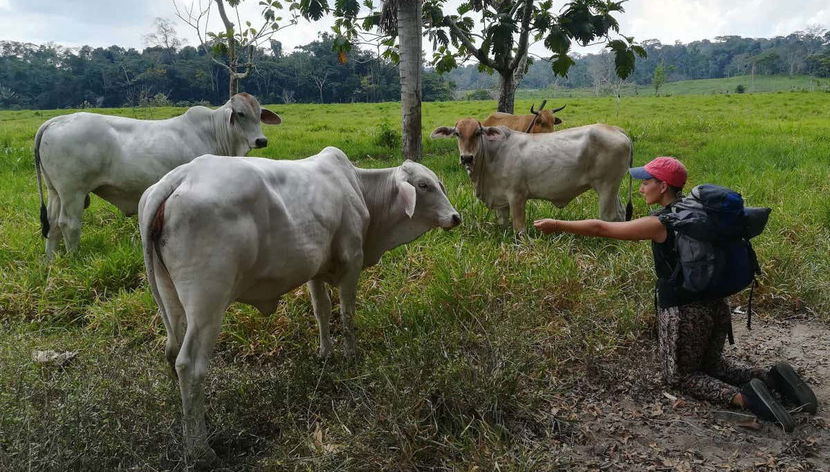 Cheese & Yoghurt Workshop in Puerto Inca - Photo 2, Meeting the cheese workshop cows
