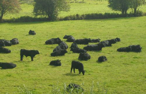 Rhydydefaid Cwt Clyd - Cosy Hut - Foto 13