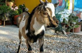 Agriturismo Chiai Francesco - Foto 80