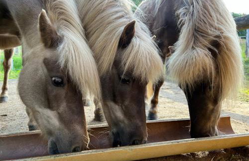 Ferienhaus Buren-Hof - Foto 33