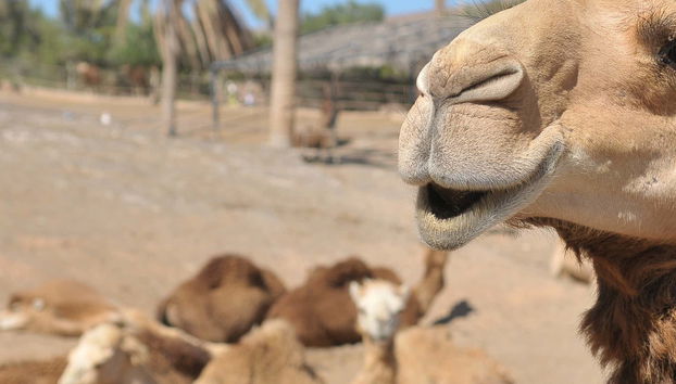 Entrada a Oasis Wildlife Fuerteventura