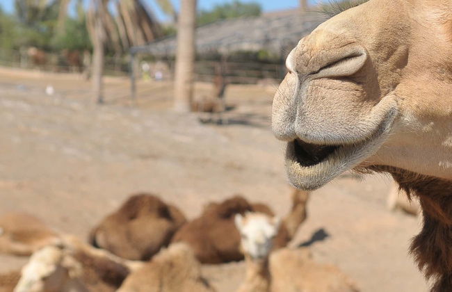 Ingresso do Oasis Wildlife Fuerteventura - Foto 5