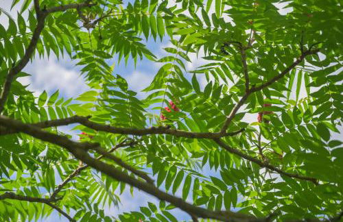 Colmar Friends and Familly guest home - ALL INCLUSIVE - COLMAR Gare - Jardin - Combles et Vous - Foto 70