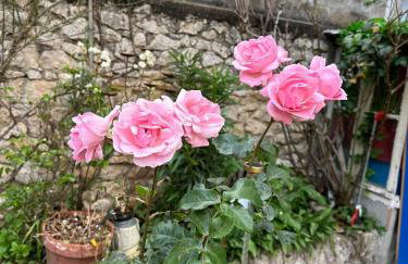 Bed and birds - Foto 39