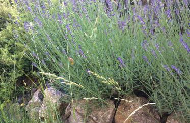 Gîte Le Faucon Pèlerin - Foto 31