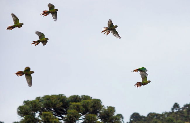Sítio Mar de Nuvens Chalés de Luxo - Photo 76