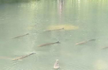 Refúgio Atlântico - Foto 70